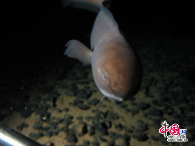大型生物觀測與誘捕系統上深海相機拍攝的海底生物